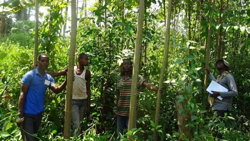 Cameroun : Environnement recherche et développement (ERD) initie 2500 élèves à la restauration d’espaces verts dans le septentrion