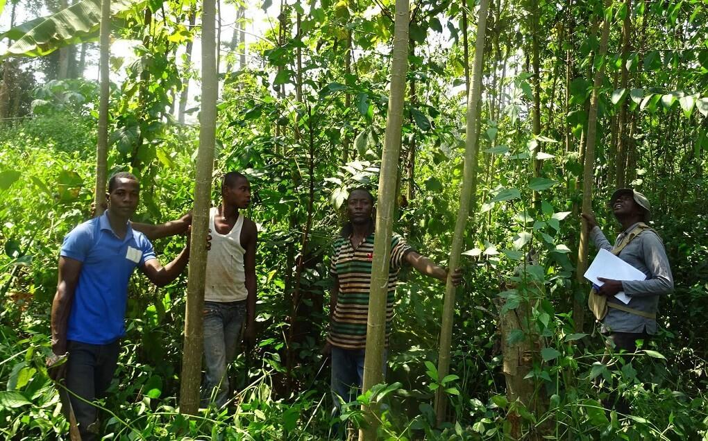 Cameroun : Environnement recherche et développement (ERD) initie 2500 élèves à la restauration d’espaces verts dans le septentrion