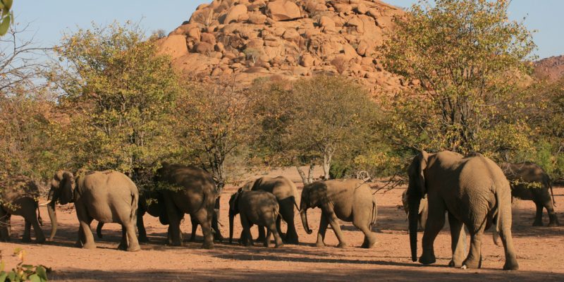 Namibie : Le gouvernement alloue 12 M$ à la gestion de la faune et de la flore