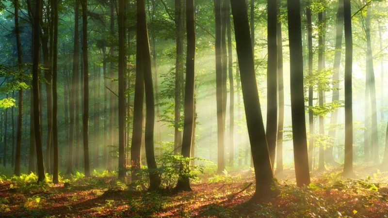 En Europe, deux espèces d’arbres sur cinq sont menacées