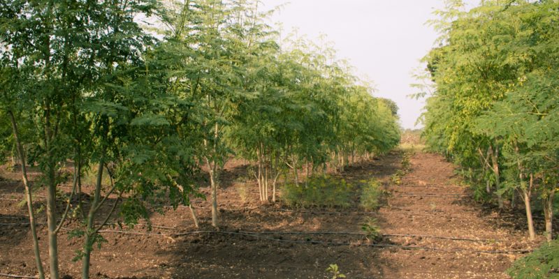 Burkina Faso : L’agroforesterie pour l’autonomiser les populations de Réo