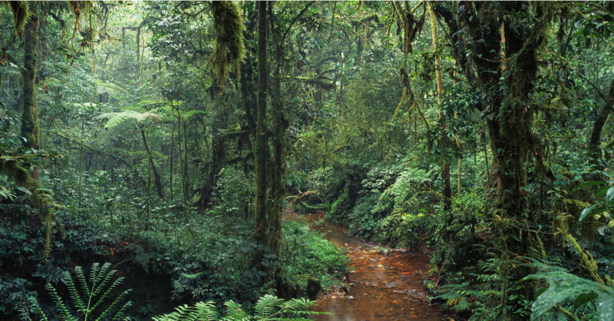 Cameroun : La 4e réserve de biodiversité africaine invite à l’écocitoyenneté