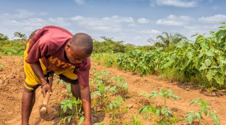 Afrique : 200 M$ pour l’adaptation des exploitants agricoles au changement climatique