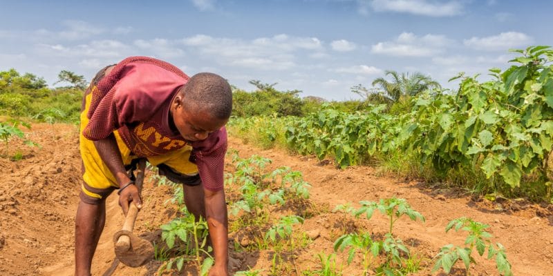 Afrique : 200 M$ pour l’adaptation des exploitants agricoles au changement climatique