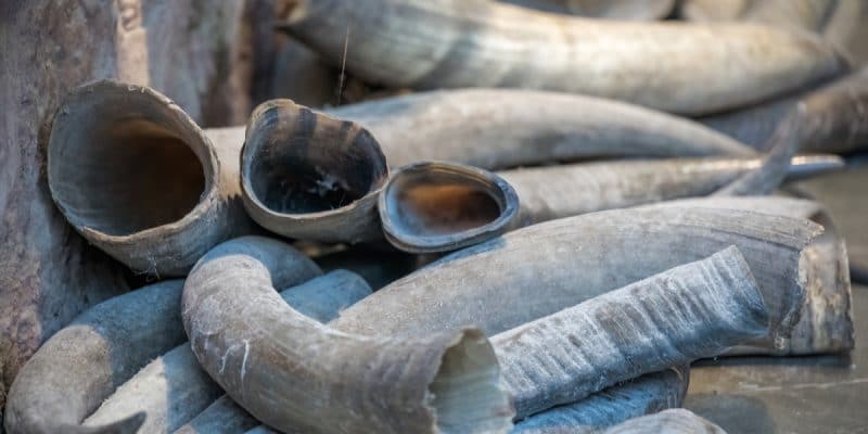 Afrique : Interpol saisit plus de quatre tonnes d’ivoire en transit vers l’Asie