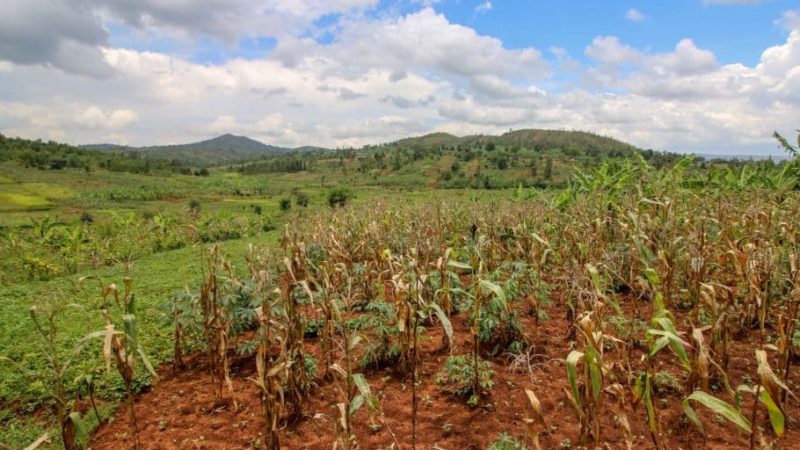Afrique : le climat met à rude épreuve une agriculture aux rendements insuffisants
