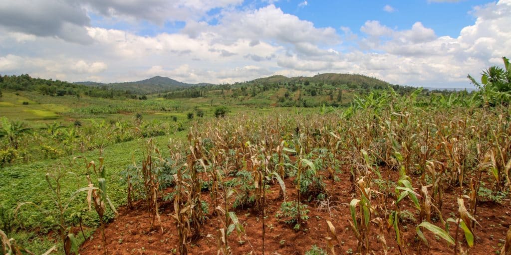 Afrique : le climat met à rude épreuve une agriculture aux rendements insuffisants